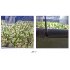 Микроферма RAWMID Dream Sprouter SDM-02 (проращиватель и выращиватель)