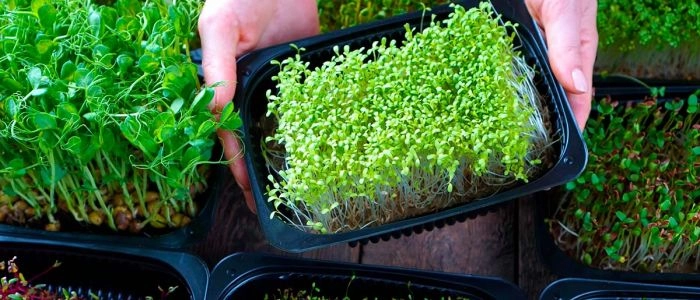 Натуральный уход нового поколения